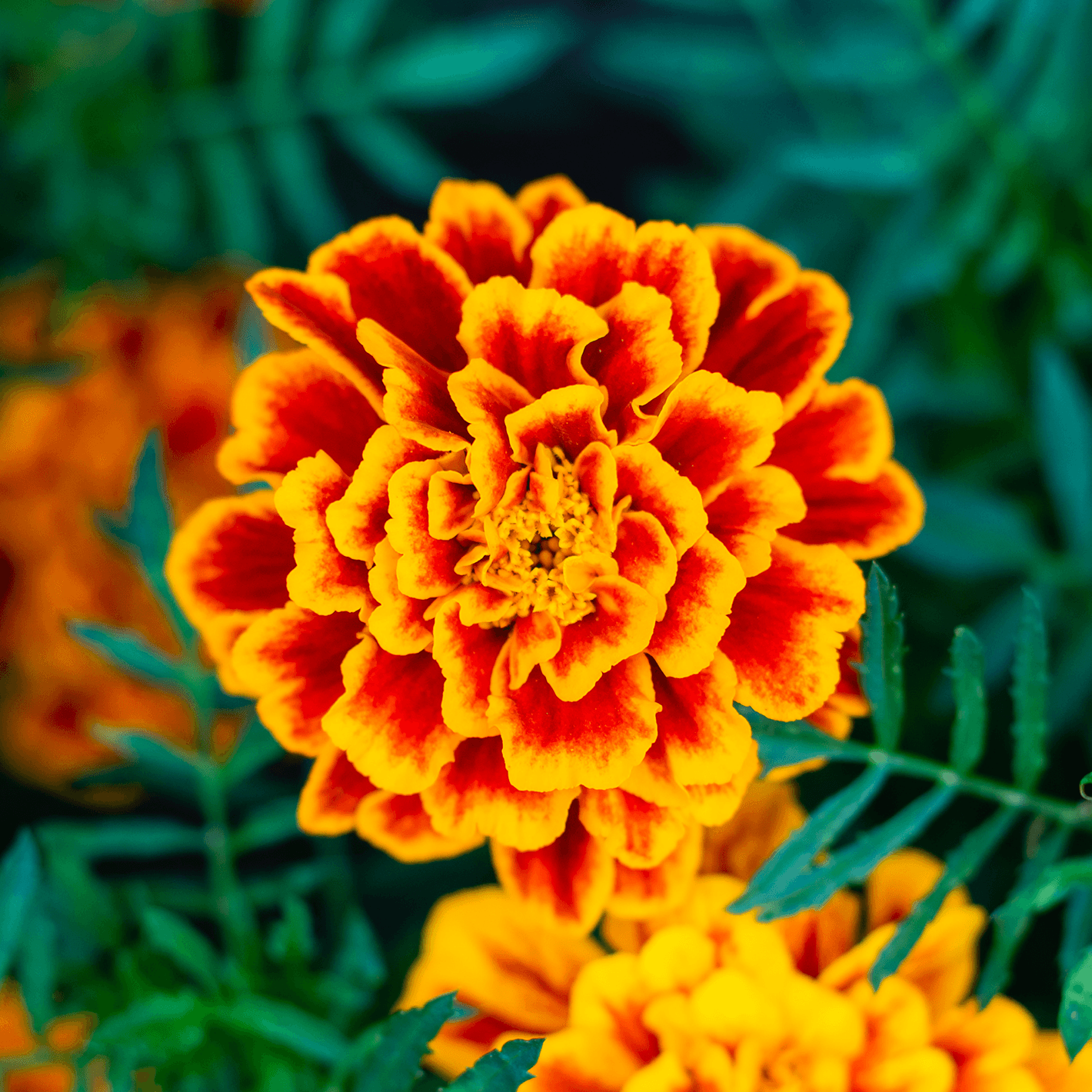 Closeup of orange and red wildflowers.