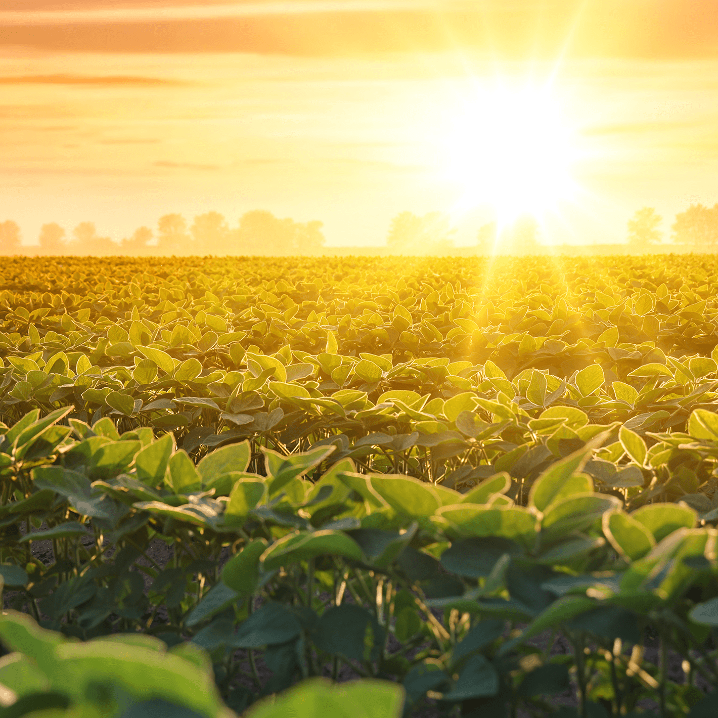 A field of vegetables growing in a field on a farm.