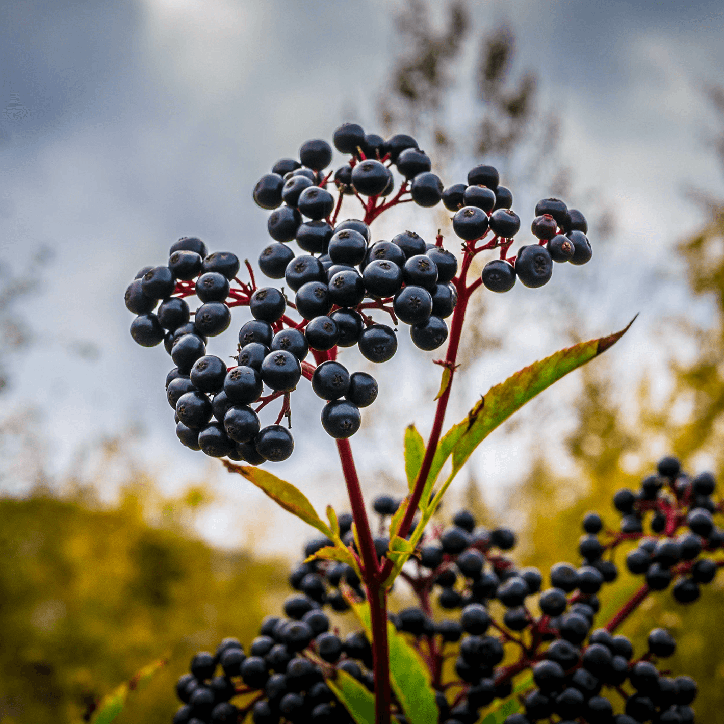 Wild Elderberry growing in a field.