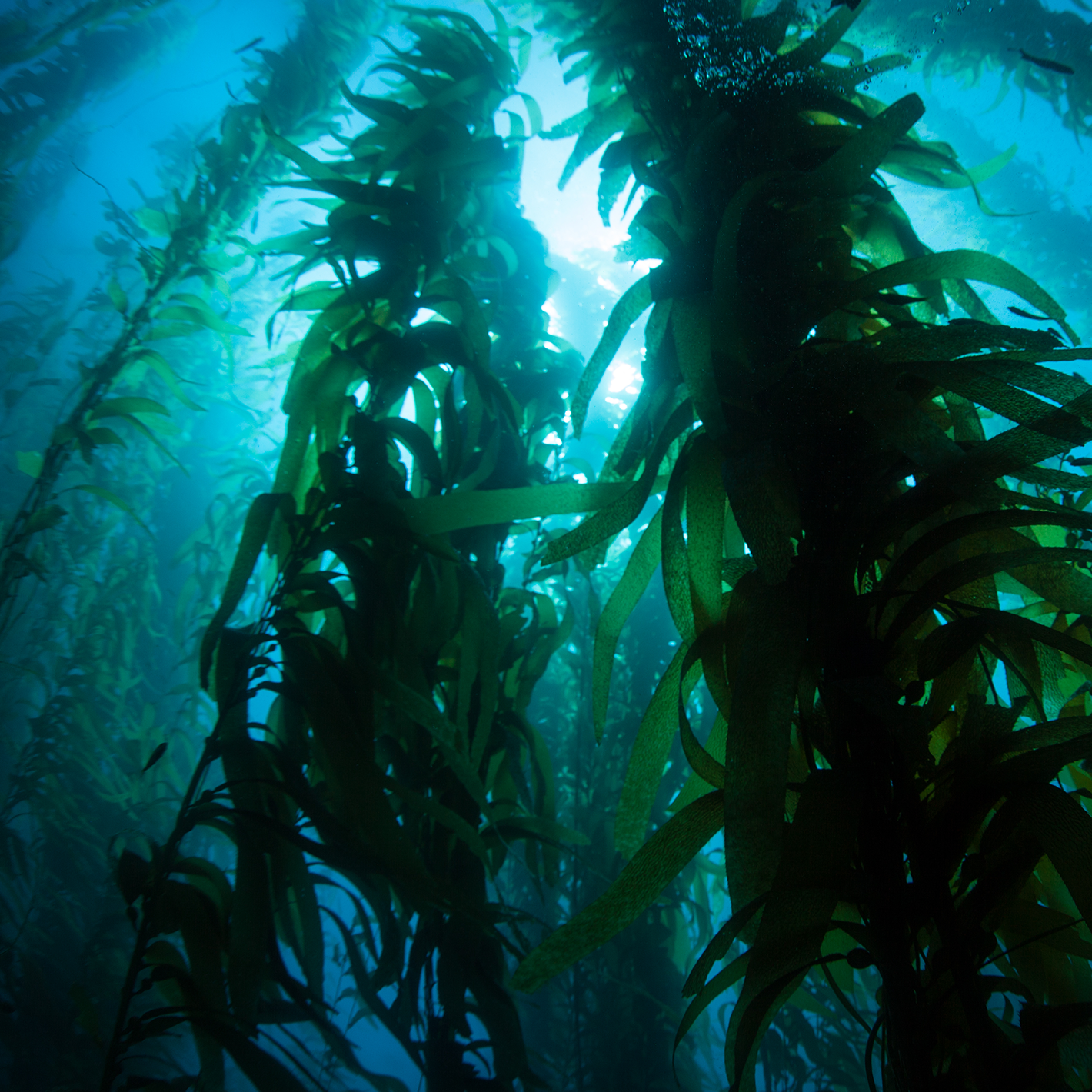 A kelp forest in the open ocean.