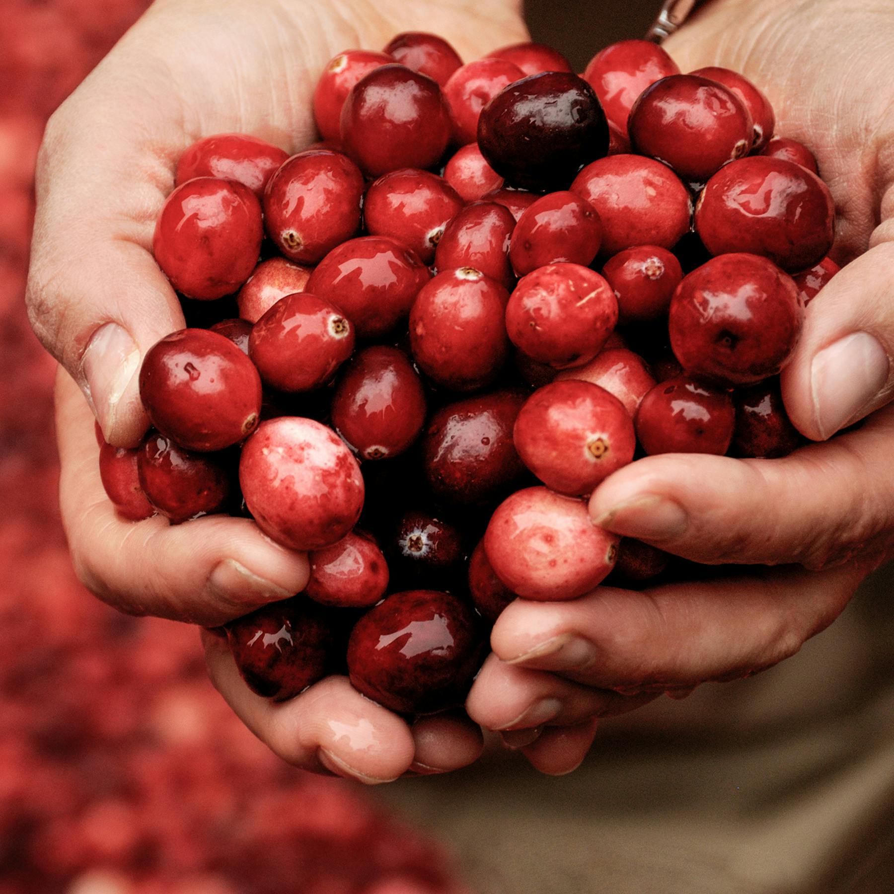 A person holding two handfuls of cranberries.