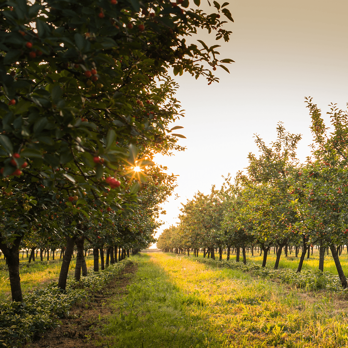 An orchard of cherry trees in the sunlight.